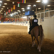 2014 Scottsdale Arabian Horse Show