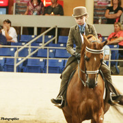 2014 Scottsdale Arabian Horse Show