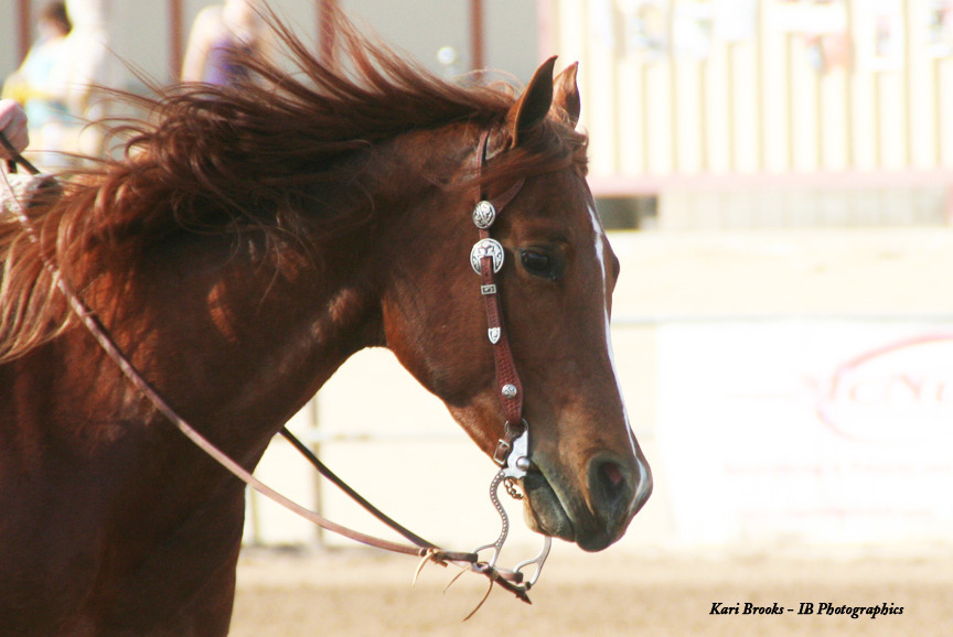 2014 Scottsdale Arabian Horse Show