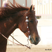 2014 Scottsdale Arabian Horse Show