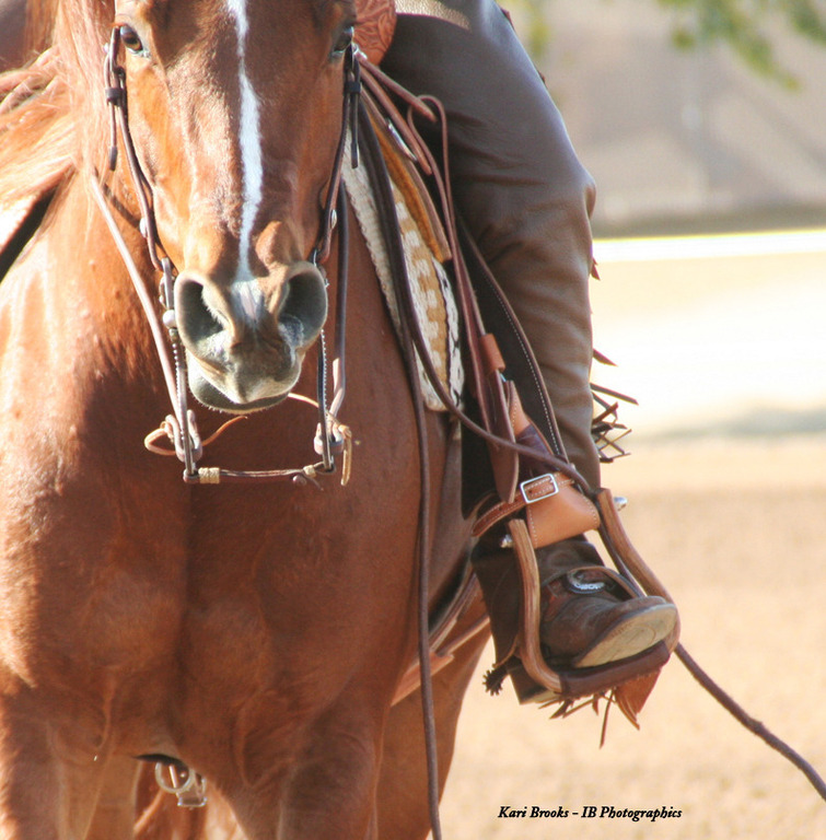 2014 Scottsdale Arabian Horse Show
