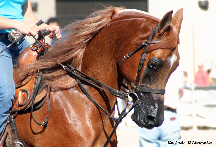 2014 Scottsdale Arabian Horse Show