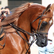 2014 Scottsdale Arabian Horse Show
