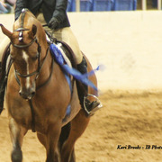 2014 Scottsdale Arabian Horse Show