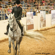 2014 Scottsdale Arabian Horse Show