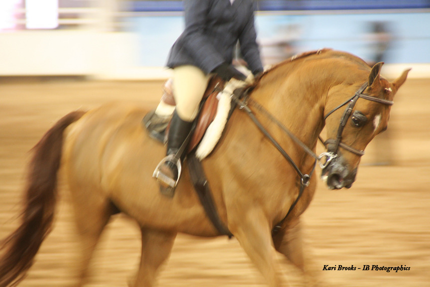 2014 Scottsdale Arabian Horse Show