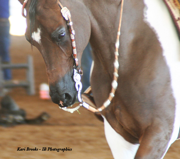 2014 Scottsdale Arabian Horse Show