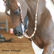 2014 Scottsdale Arabian Horse Show