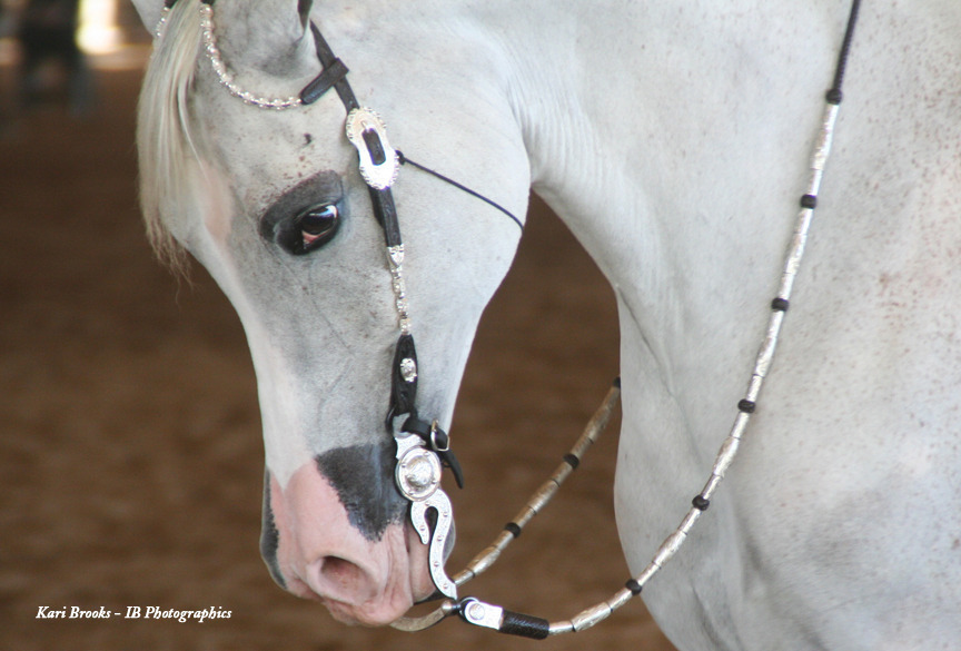2014 Scottsdale Arabian Horse Show