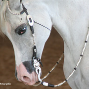 2014 Scottsdale Arabian Horse Show