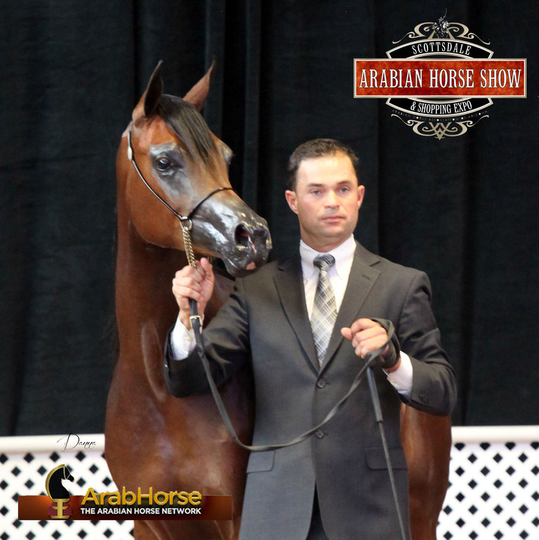 2014 Scottsdale Arabian Horse Show