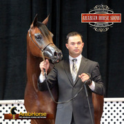 2014 Scottsdale Arabian Horse Show