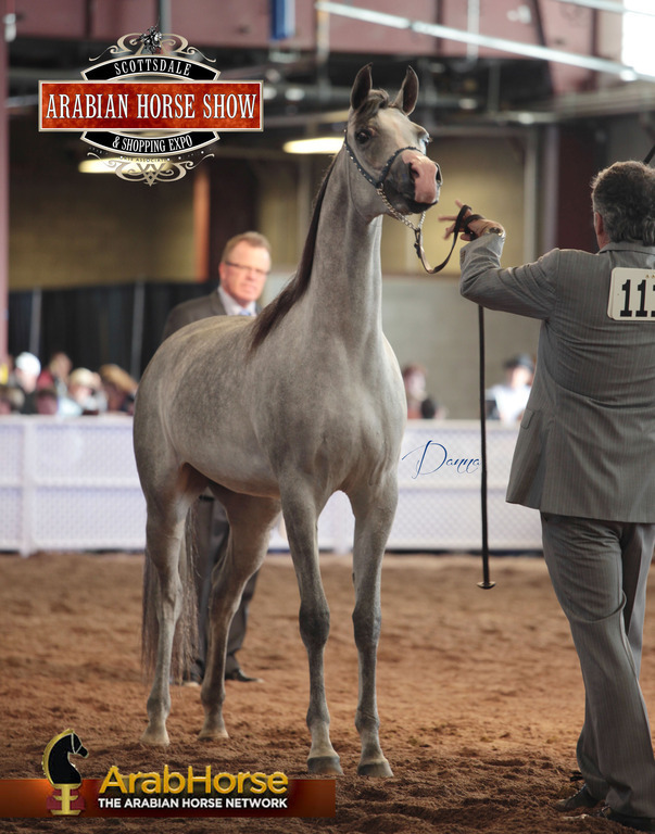 2014 Scottsdale Arabian Horse Show