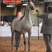 2014 Scottsdale Arabian Horse Show