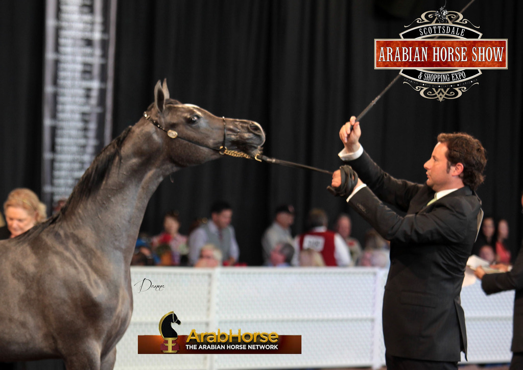 2014 Scottsdale Arabian Horse Show