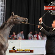 2014 Scottsdale Arabian Horse Show
