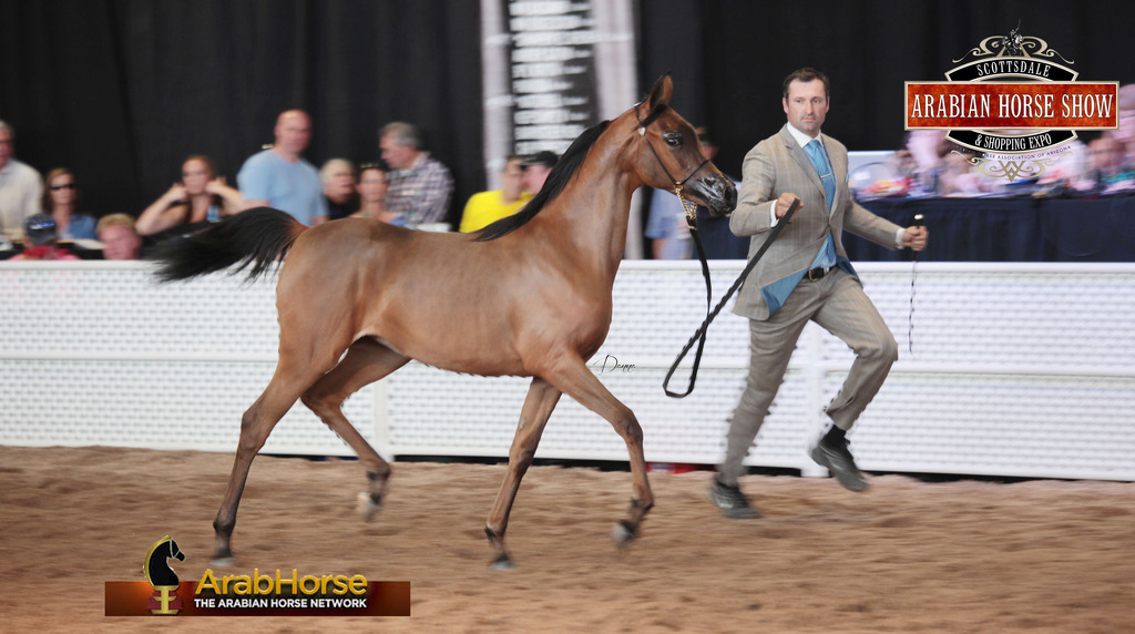 2014 Scottsdale Arabian Horse Show