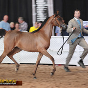 2014 Scottsdale Arabian Horse Show