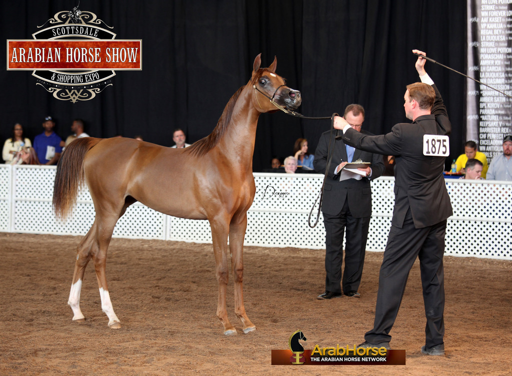 2014 Scottsdale Arabian Horse Show