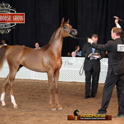 2014 Scottsdale Arabian Horse Show