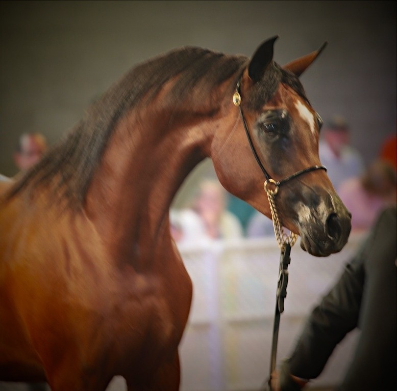 2014 Scottsdale Arabian Horse Show