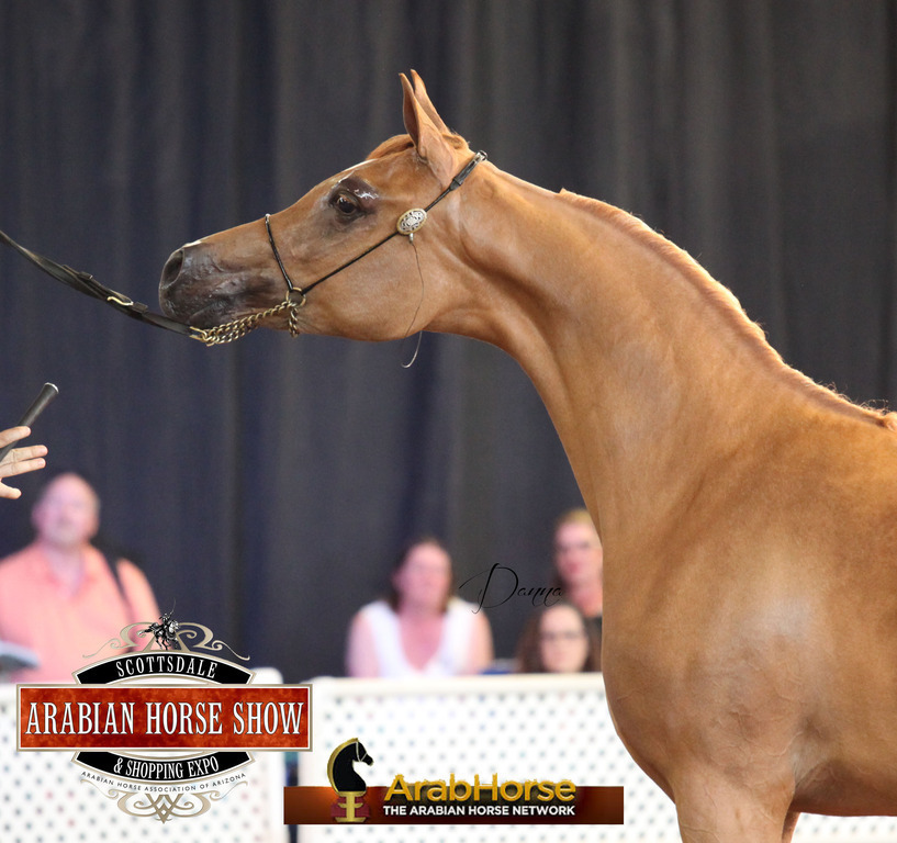 2014 Scottsdale Arabian Horse Show