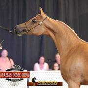 2014 Scottsdale Arabian Horse Show