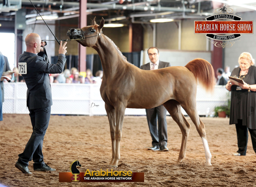 2014 Scottsdale Arabian Horse Show
