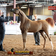 2014 Scottsdale Arabian Horse Show