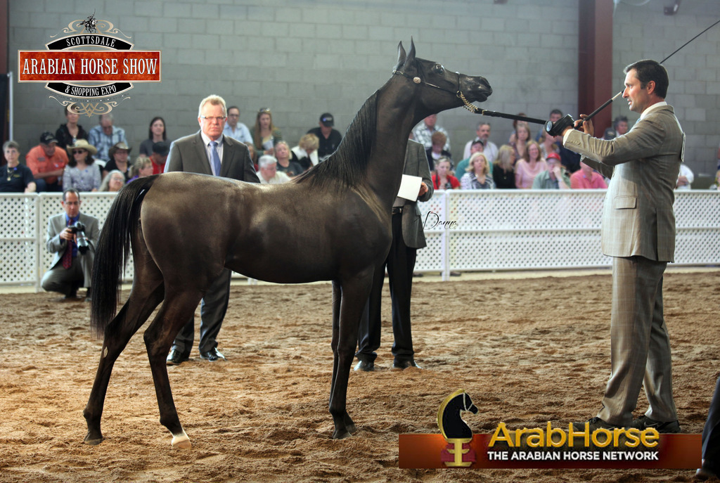 2014 Scottsdale Arabian Horse Show