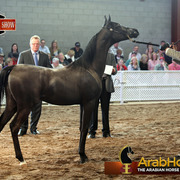 2014 Scottsdale Arabian Horse Show