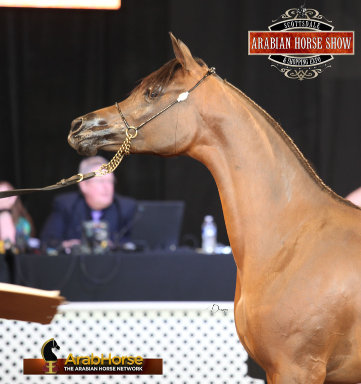 2014 Scottsdale Arabian Horse Show