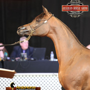 2014 Scottsdale Arabian Horse Show