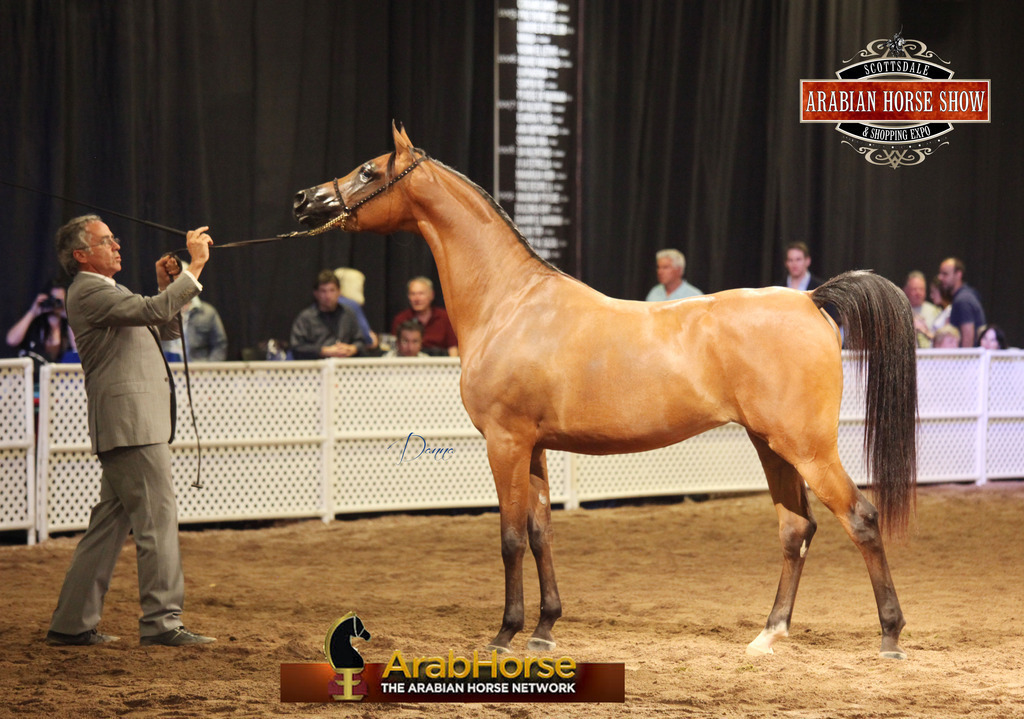 2014 Scottsdale Arabian Horse Show