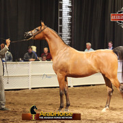 2014 Scottsdale Arabian Horse Show