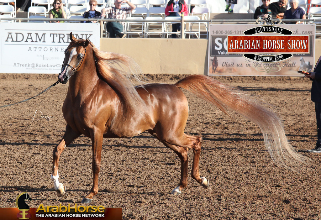 2014 Scottsdale Arabian Horse Show