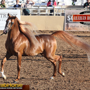 2014 Scottsdale Arabian Horse Show