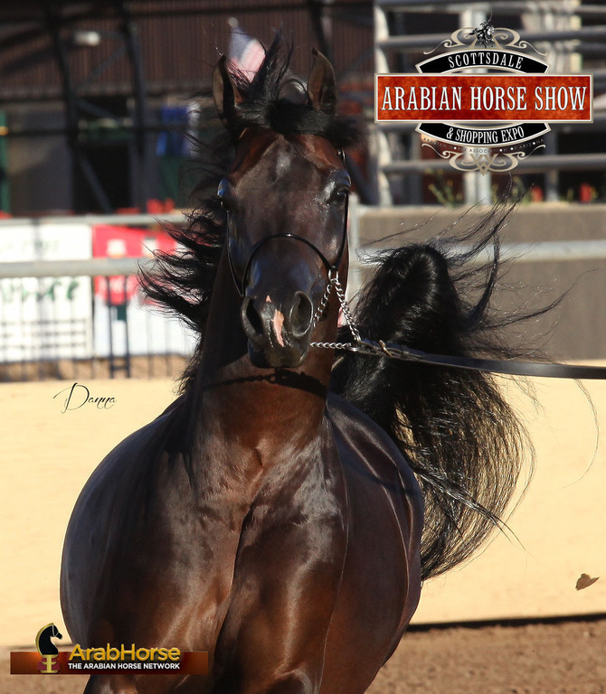 2014 Scottsdale Arabian Horse Show