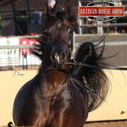 2014 Scottsdale Arabian Horse Show