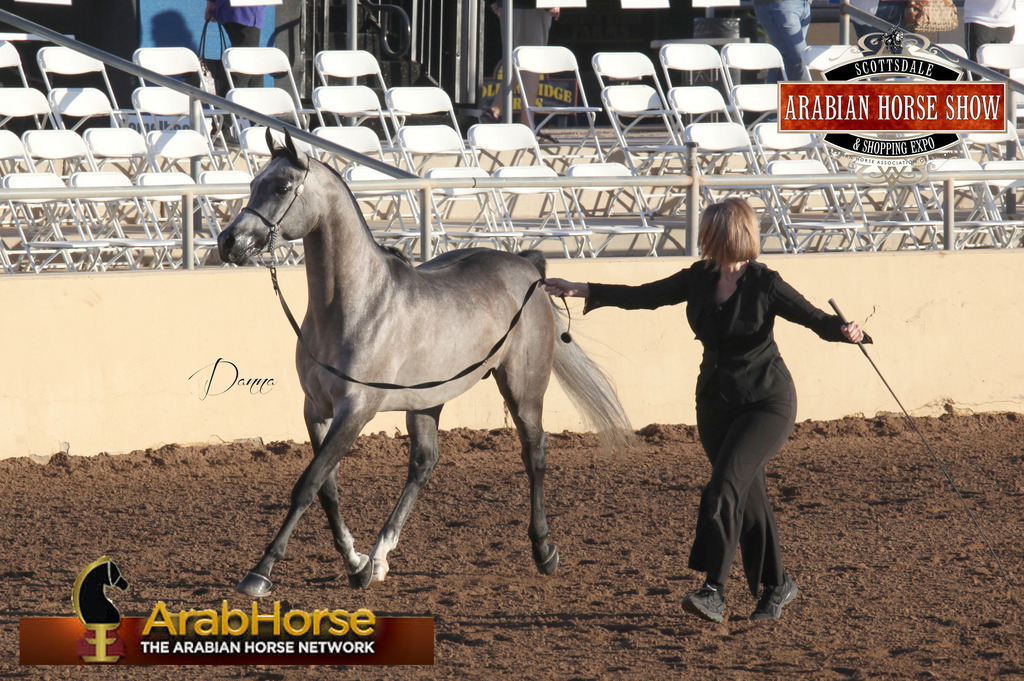 2014 Scottsdale Arabian Horse Show