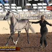 2014 Scottsdale Arabian Horse Show