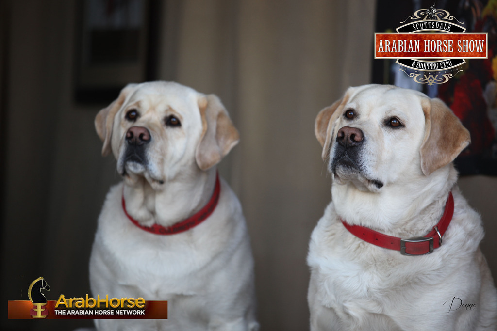 2014 Scottsdale Arabian Horse Show