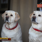 2014 Scottsdale Arabian Horse Show