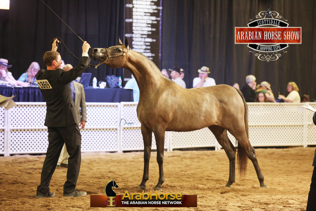 2014 Scottsdale Arabian Horse Show