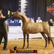 2014 Scottsdale Arabian Horse Show