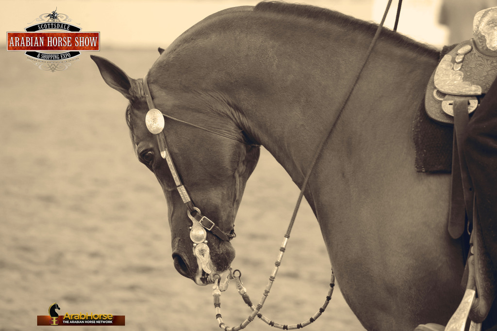 2014 Scottsdale Arabian Horse Show