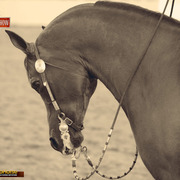 2014 Scottsdale Arabian Horse Show