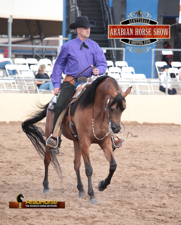 2014 Scottsdale Arabian Horse Show