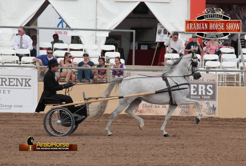 2014 Scottsdale Arabian Horse Show