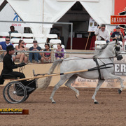 2014 Scottsdale Arabian Horse Show
